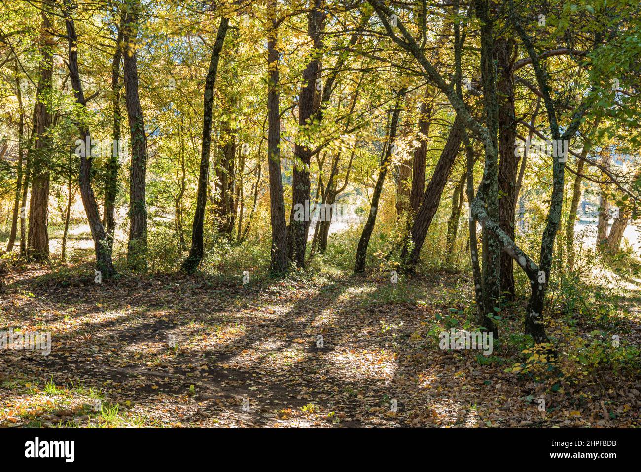 Foret en Automne, La Sainte Baume, plant D'aups Var Frankreich Stockfoto