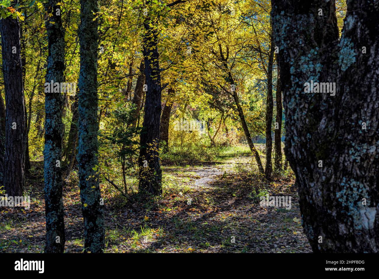 Foret en Automne, La Sainte Baume, plant D'aups Var Frankreich Stockfoto