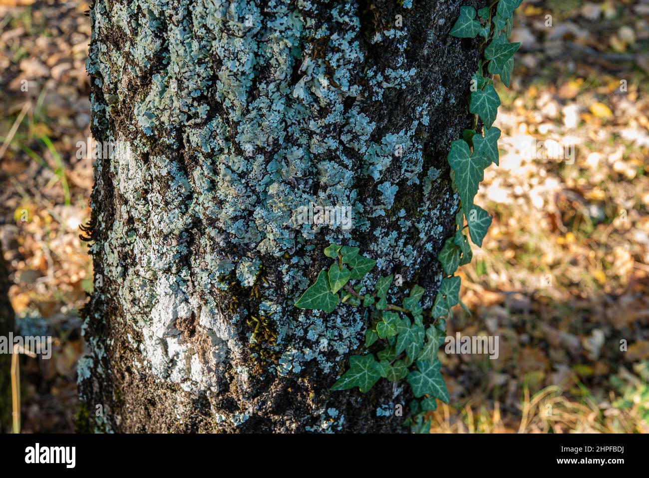 Foret en Automne, La Sainte Baume, plant D'aups Var Frankreich Stockfoto