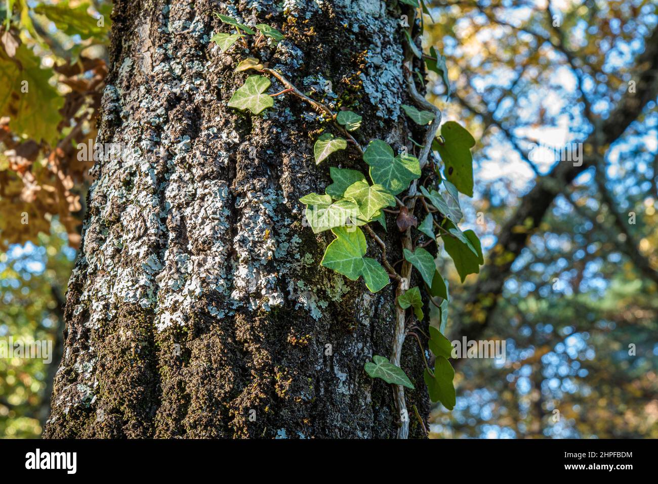 Foret en Automne, La Sainte Baume, plant D'aups Var Frankreich Stockfoto