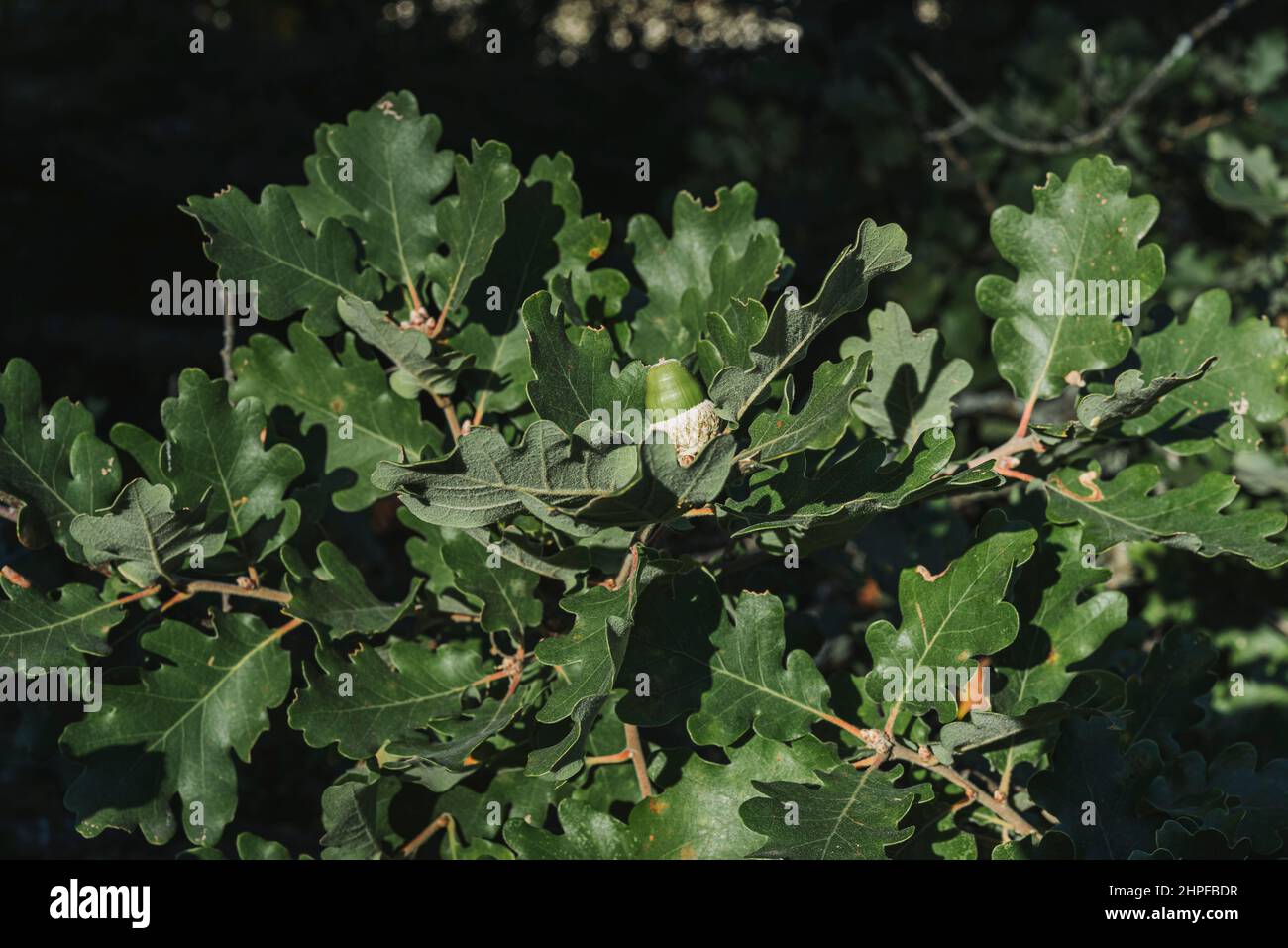 Foret en Automne, La Sainte Baume, plant D'aups Var Frankreich Stockfoto