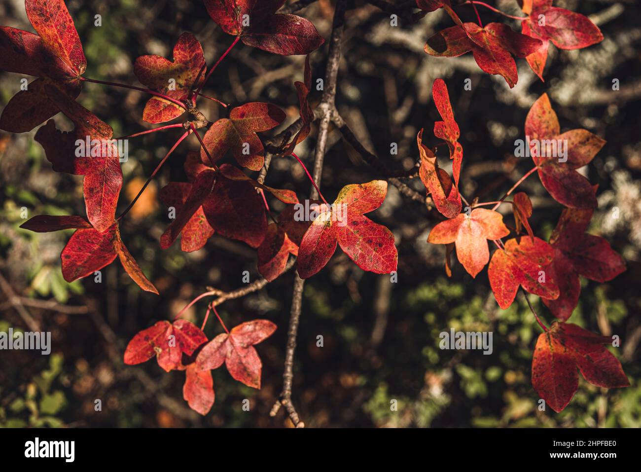 Foret en Automne, La Sainte Baume, plant D'aups Var Frankreich Stockfoto