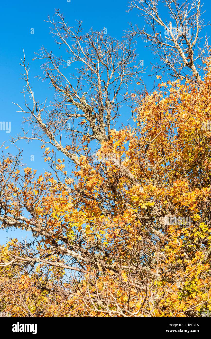Foret en Automne, La Sainte Baume, plant D'aups Var Frankreich Stockfoto