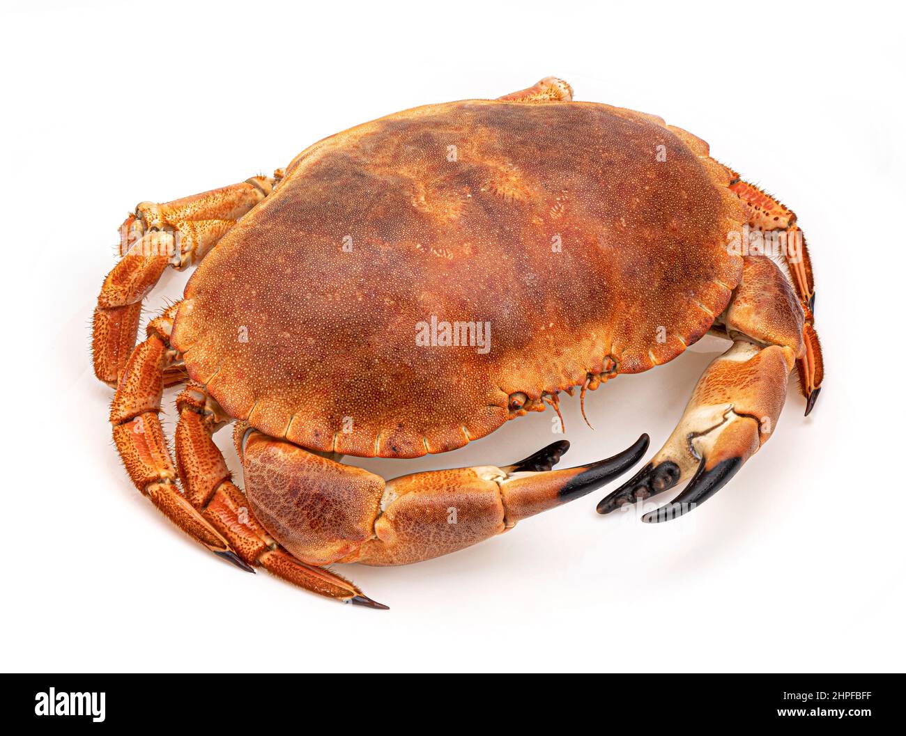 Krabbe isoliert auf weißem Hintergrund Stockfoto