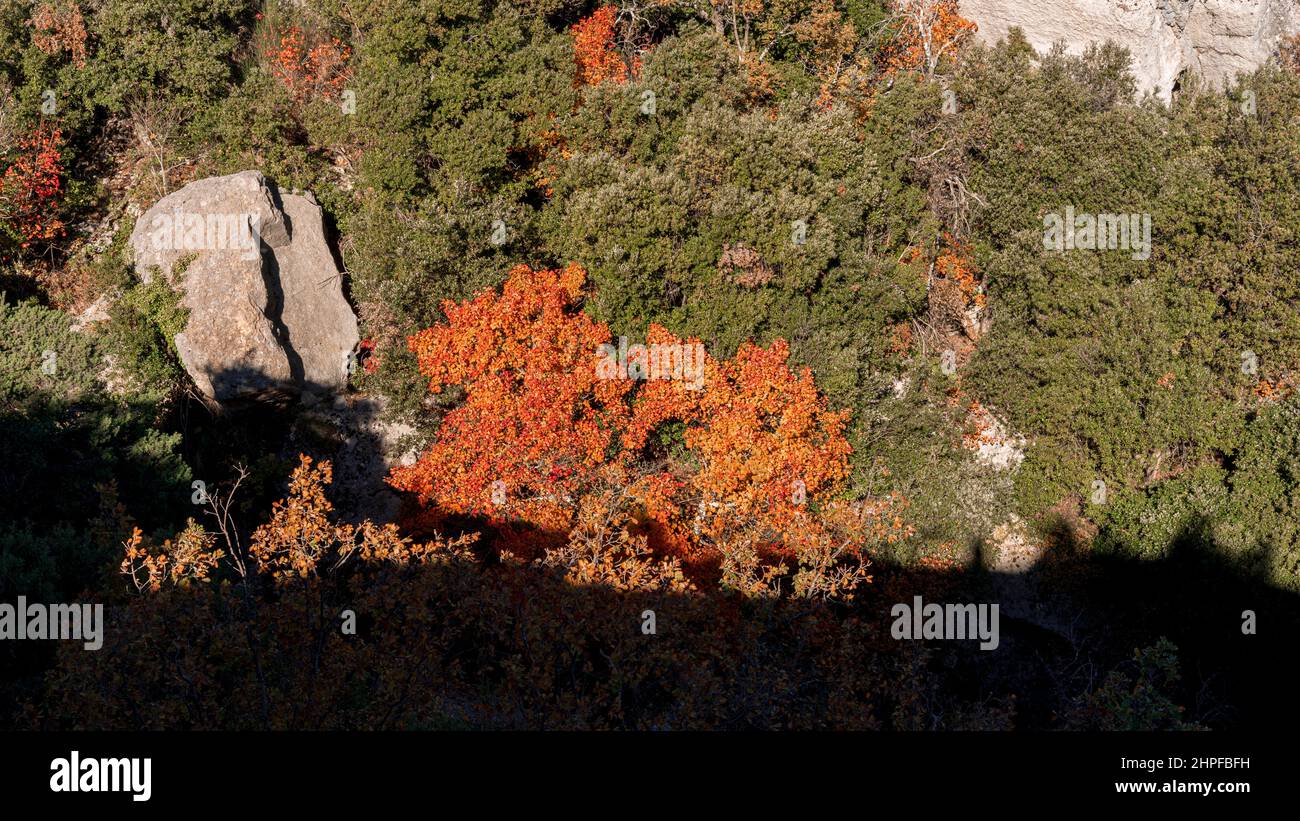 Foret en Automne, Mazaugues, Plans D'aups Var France Stockfoto