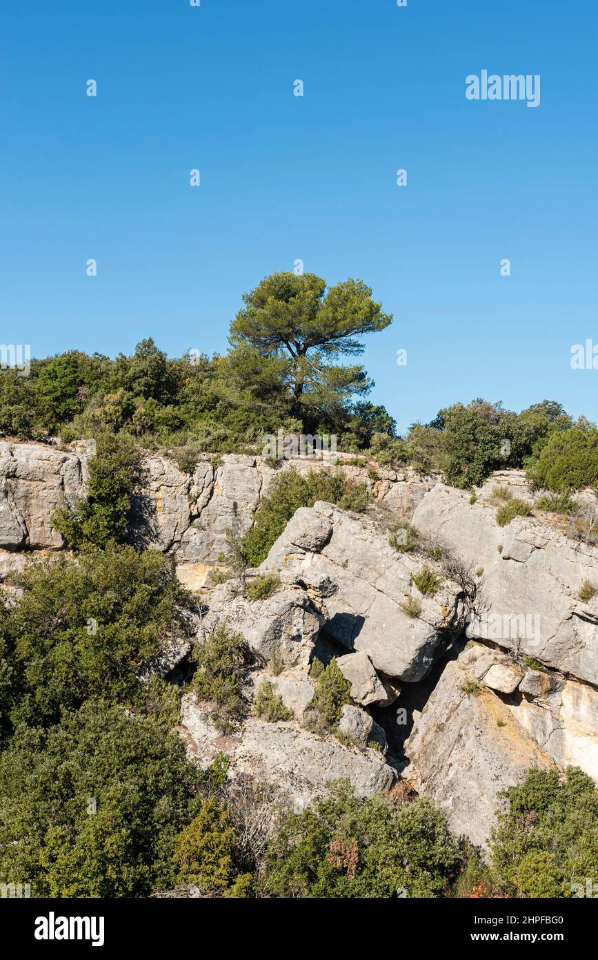 Foret en Automne, Mazaugues, Plans D'aups Var France Stockfoto