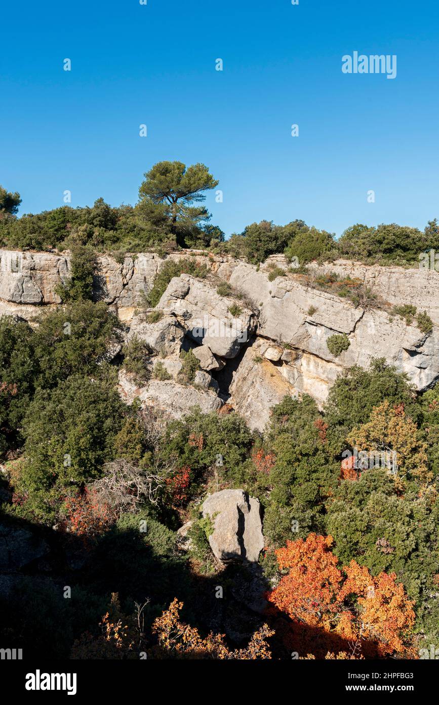 Foret en Automne, Mazaugues, Plans D'aups Var France Stockfoto