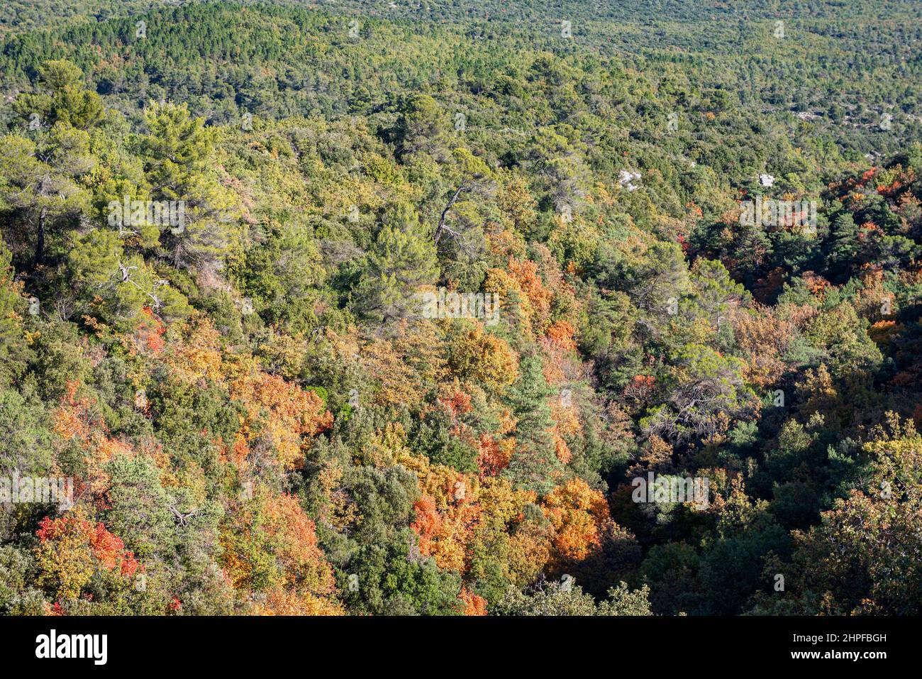 Foret en Automne, Mazaugues, Plans D'aups Var France Stockfoto