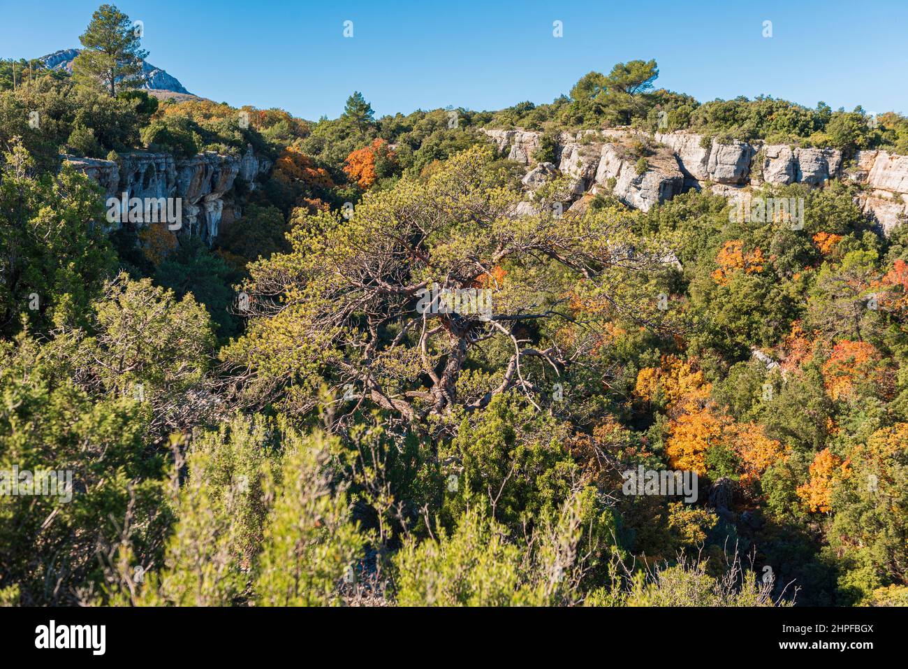 Foret en Automne, Mazaugues, Plans D'aups Var France Stockfoto