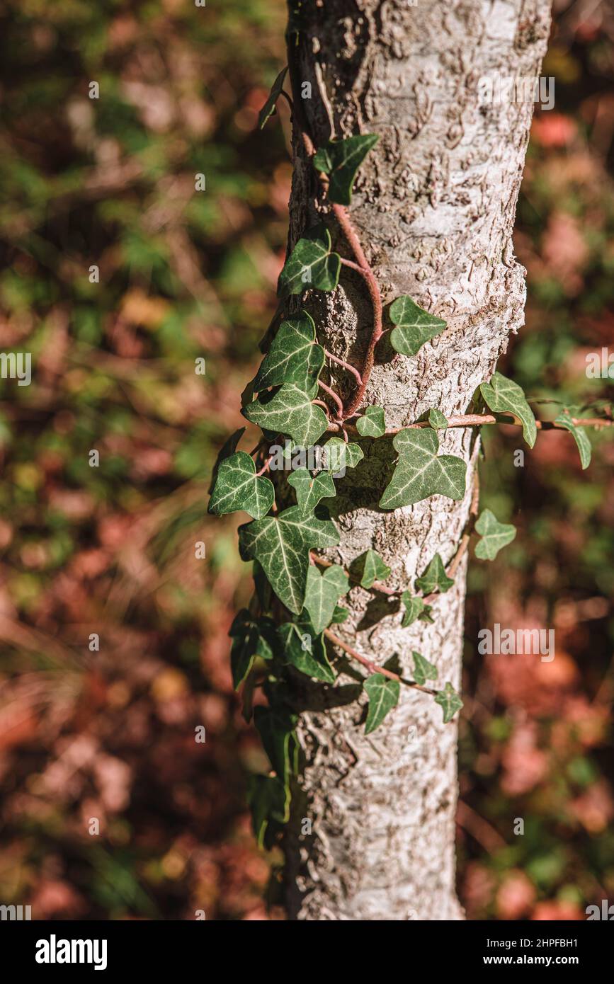 Foret en Automne, Mazaugues, Plans D'aups Var France Stockfoto