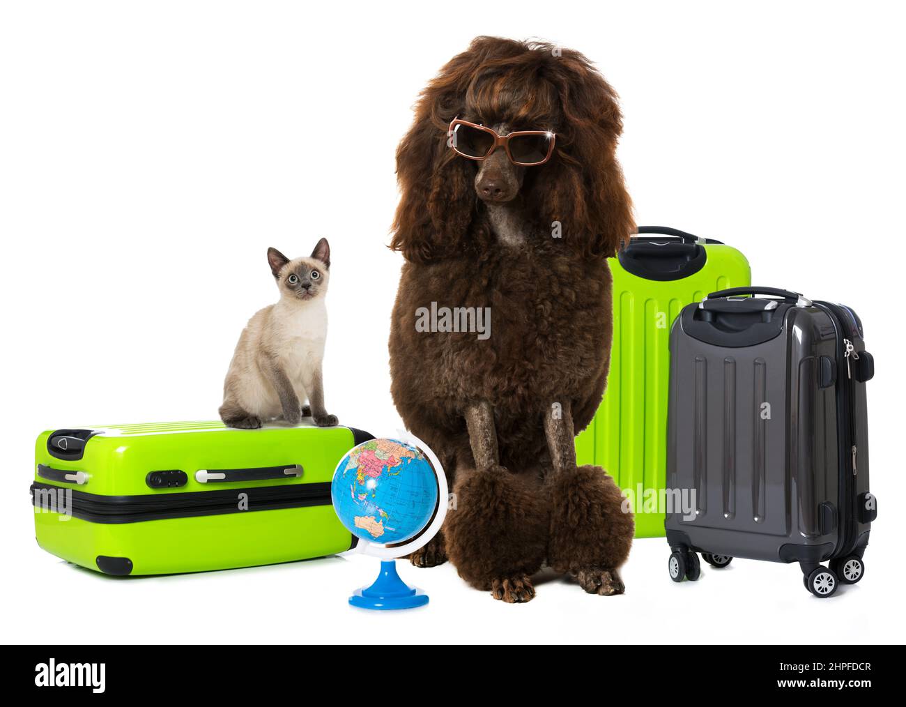 Hund und Katze fahren in den Urlaub Stockfoto