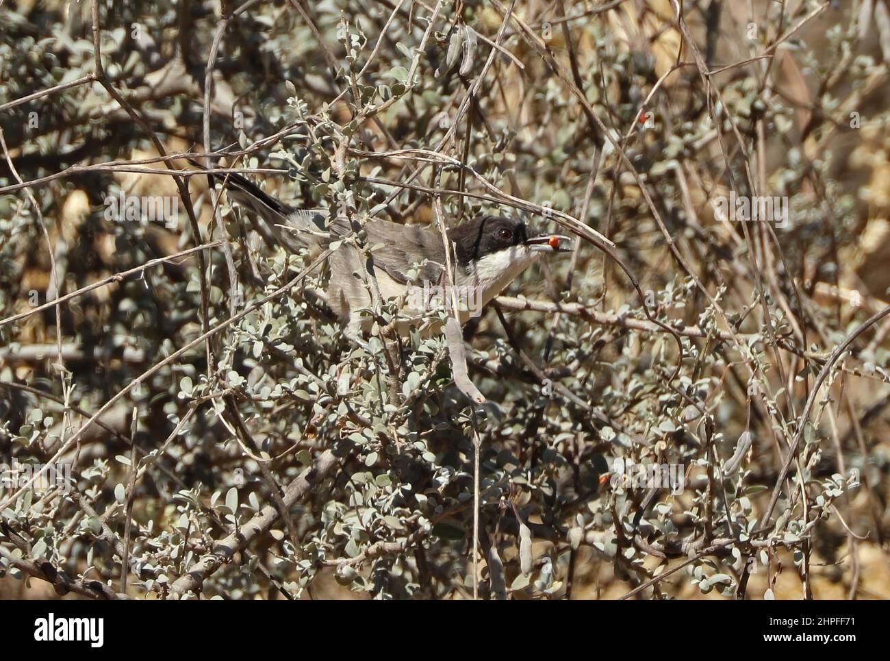 Arabian Warbler (Sylvia leucomelaena leucomelaena) Erwachsene Fütterung in Fruchtbusch mit Früchten im Bill Oman Dezember Stockfoto