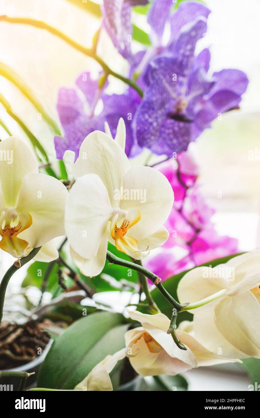 Orchideen-Motten mit Bltenspitzen in den Knospen, bereit fr die Blte,  kmmern sich um blhende Zimmerpflanzen. Genieen Sie die Blte tropischer  Pflanzen. Weicher FOC Stockfotografie - Alamy