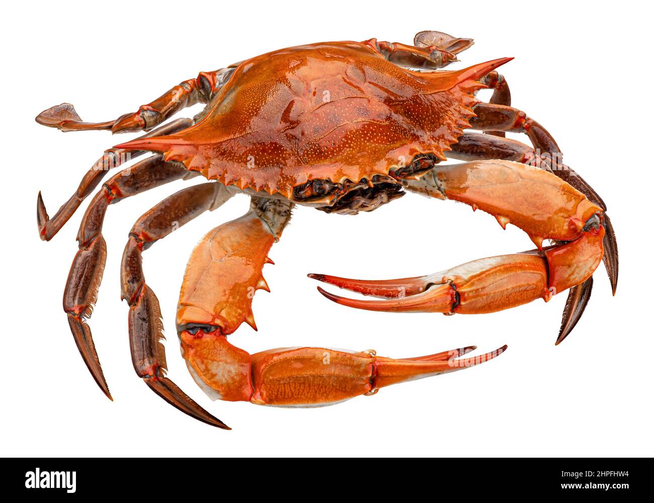 Rote Krabbe isolierten auf weißen Hintergrund Stockfoto