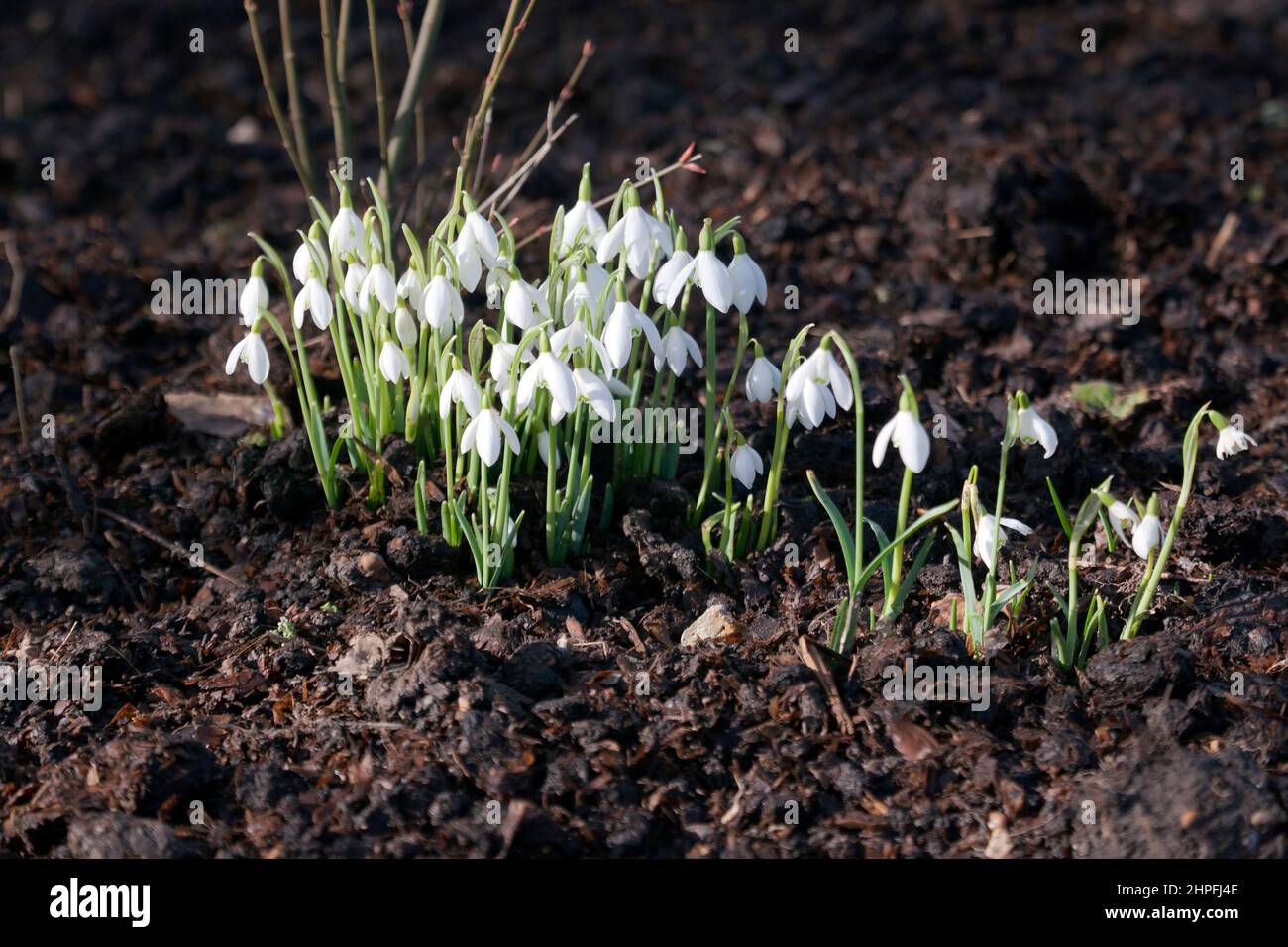 Ausstellung von Schneeglöckchen in den Gärten von Walmer Castle Stockfoto