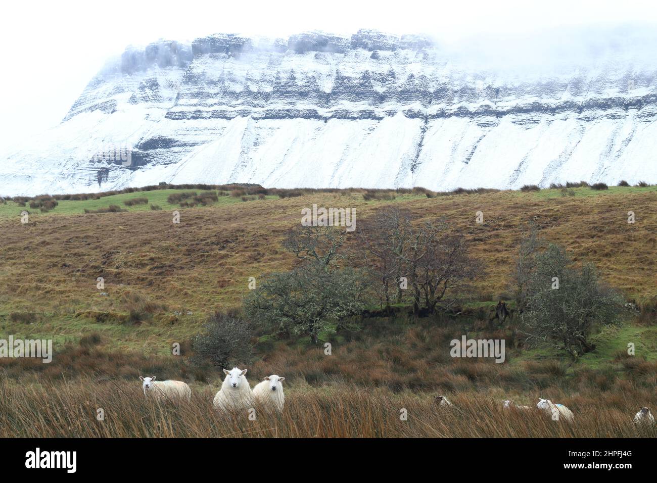 Schafe auf dem Ackerland am Fuße des schneebedeckten Benbulben-Berges, County Sligo, Irland Stockfoto