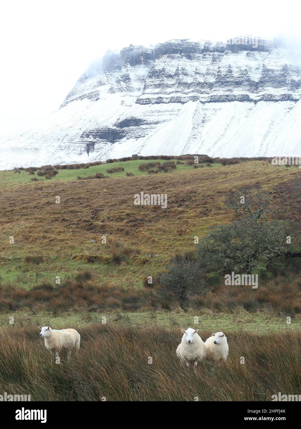 Schafe auf dem Ackerland am Fuße des schneebedeckten Benbulben-Berges, County Sligo, Irland Stockfoto