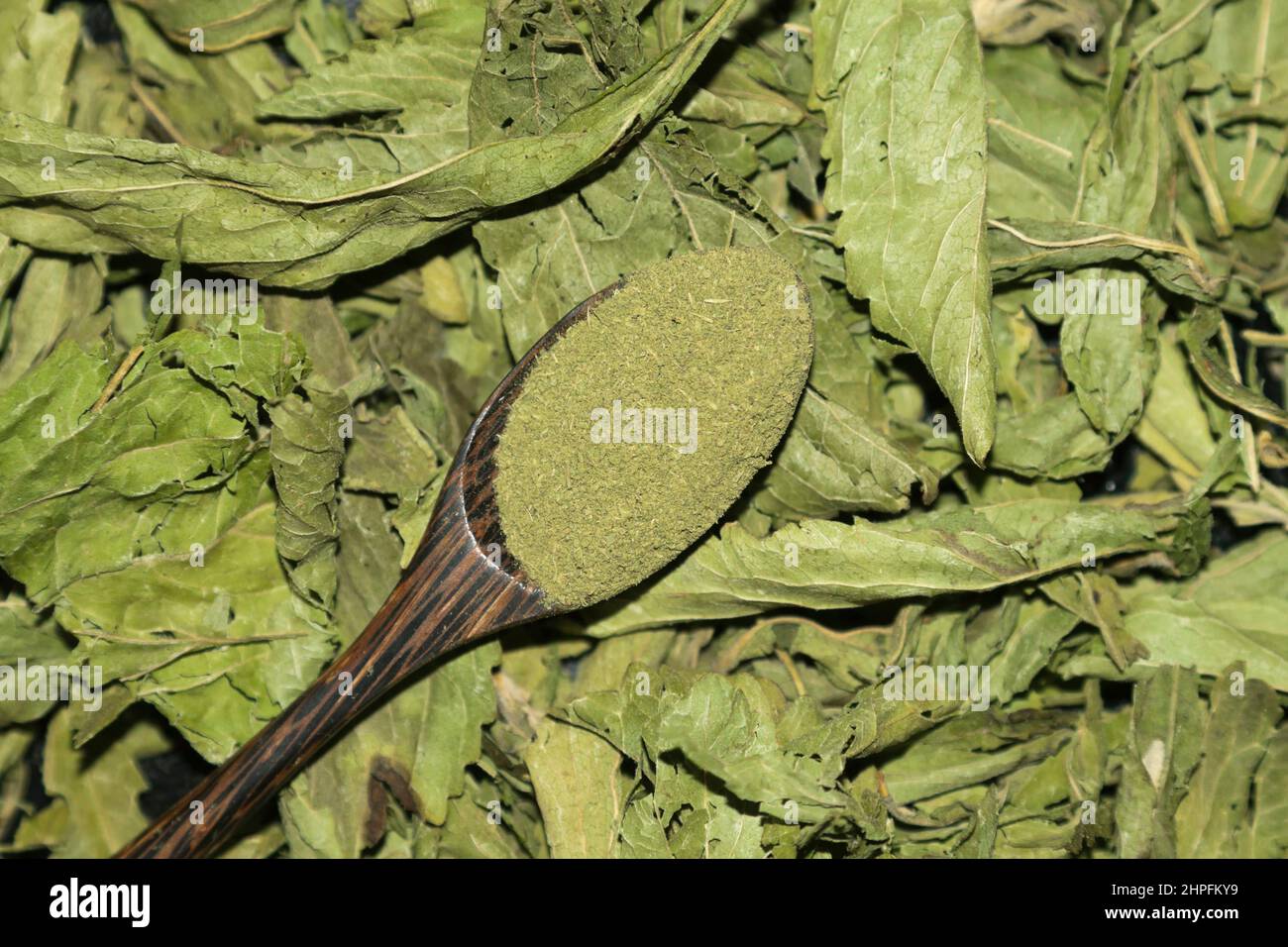 Stevia, Stevia rebaudiana, Stockfoto