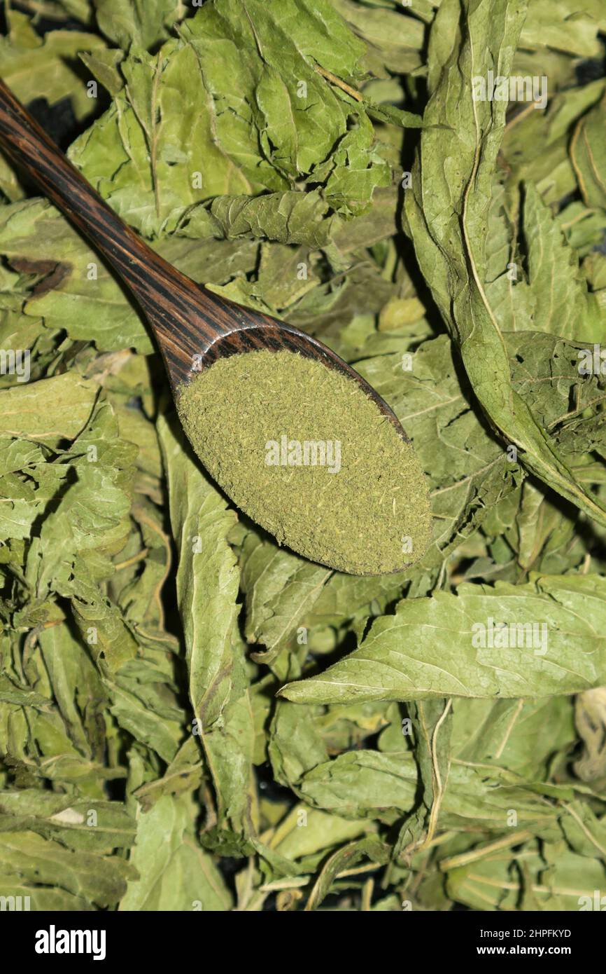 Stevia, Stevia rebaudiana, Stockfoto