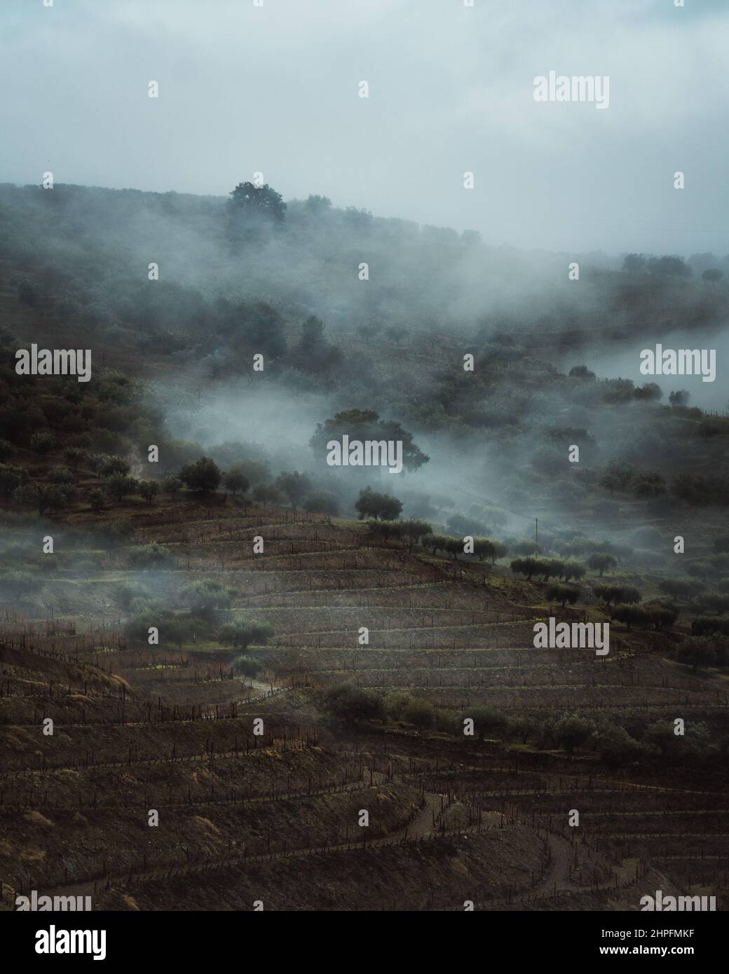 Nebliger Weinberg mit einer großen Korkeiche in Portugal Stockfoto