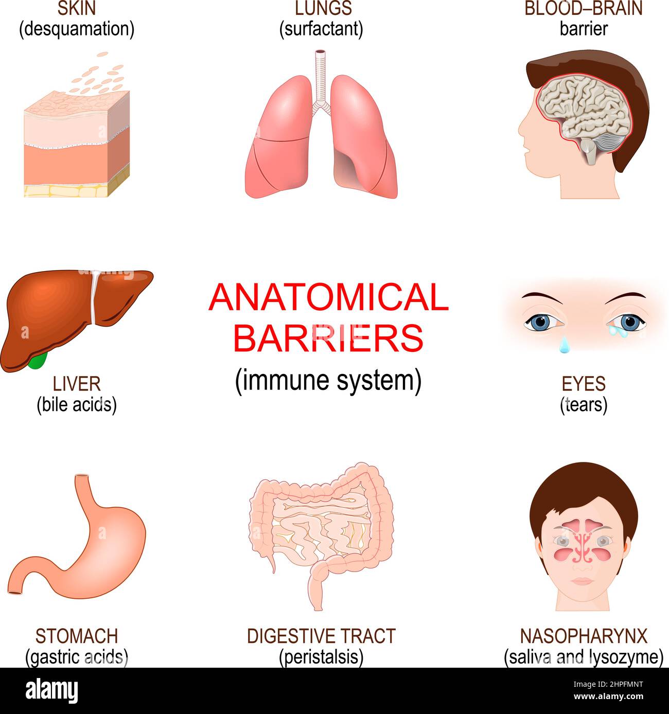 Angeborenes Immunsystem. Physikalische und chemische Barrieren für Infektionen. Epithelium ist eine erste Verteidigungslinie gegen eindringende Organismen Stock Vektor