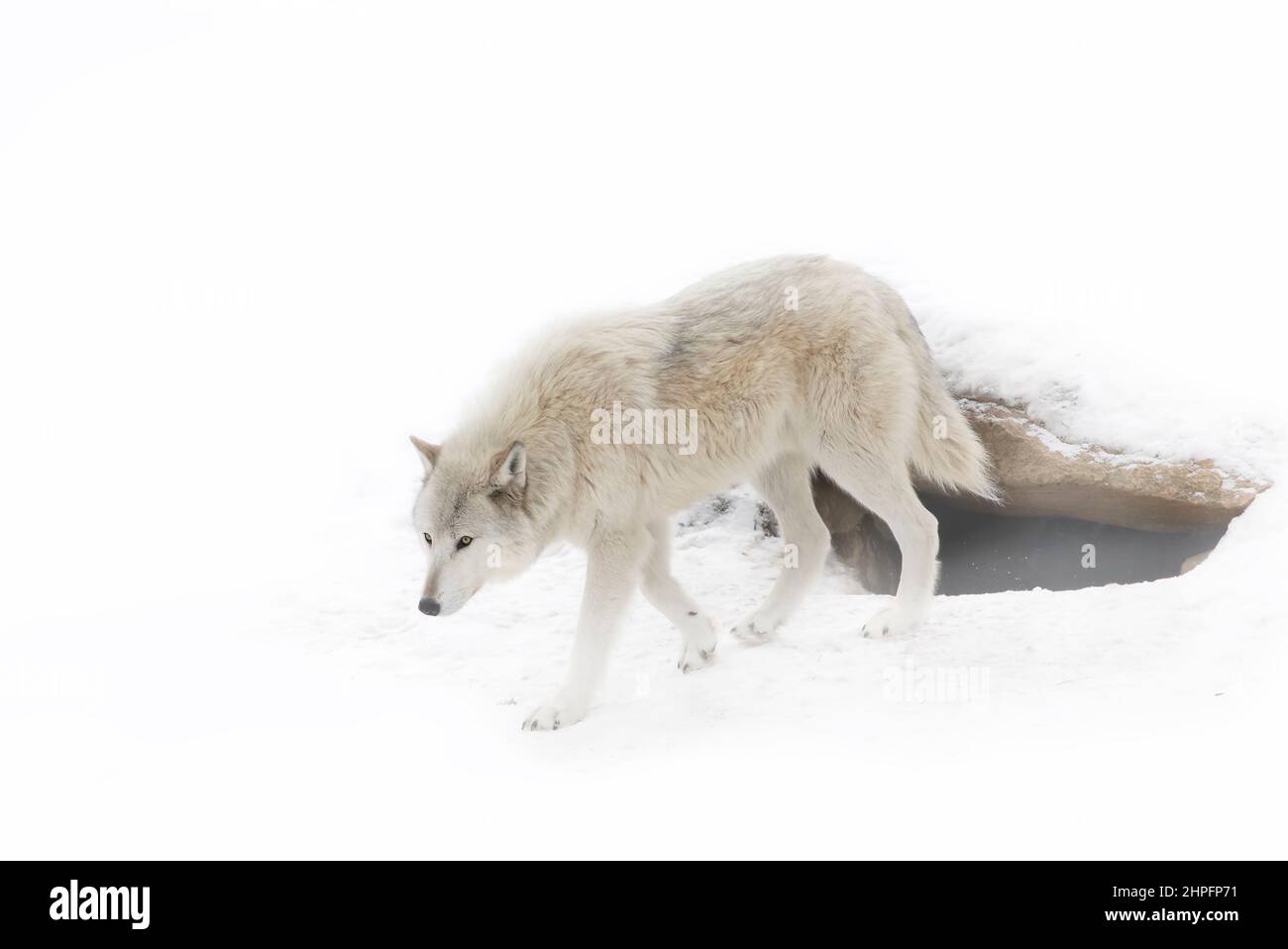 Ein einsamer schwarzer Wolf, der im Winterschnee in Kanada unterwegs ist Stockfoto