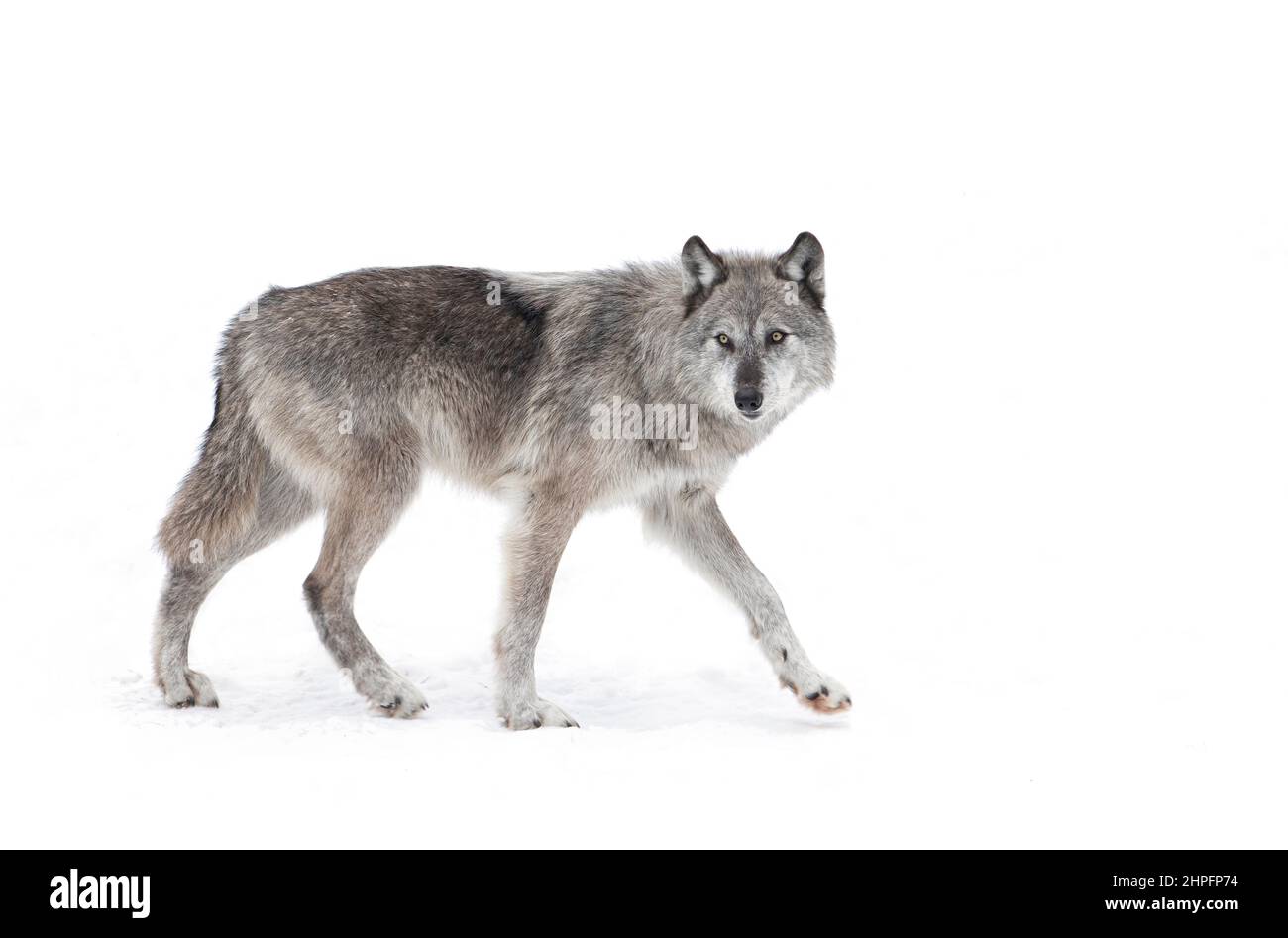 Ein einsamer schwarzer Wolf, der im Winterschnee in Kanada unterwegs ist Stockfoto
