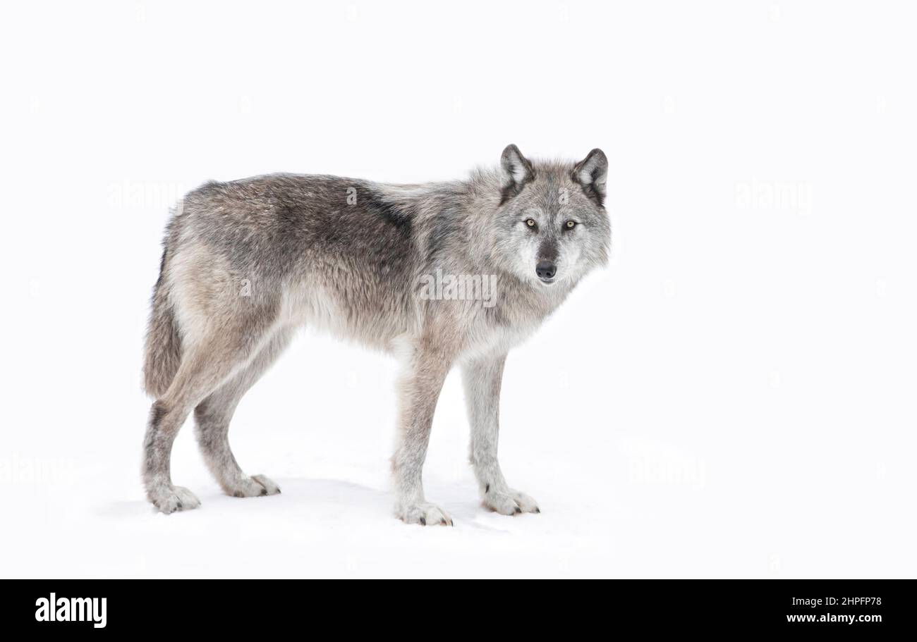 Ein einsamer schwarzer Wolf, der im Winterschnee in Kanada unterwegs ist Stockfoto