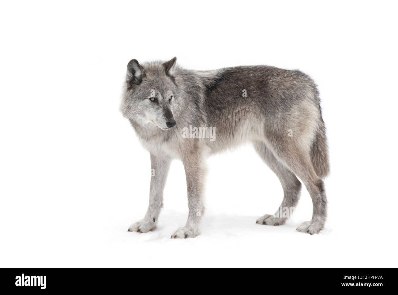 Ein einsamer schwarzer Wolf, der im Winterschnee in Kanada unterwegs ist Stockfoto