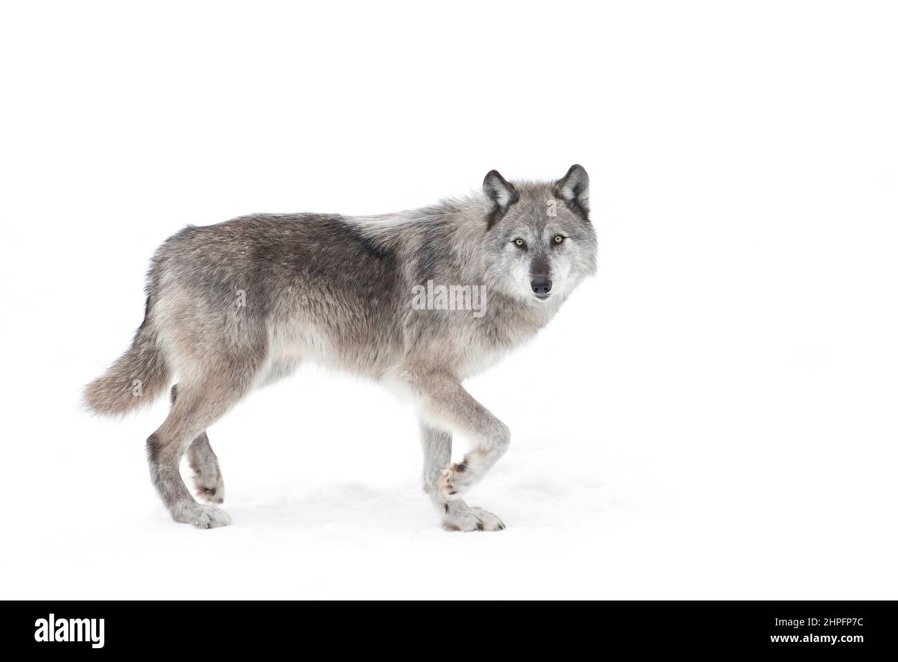 Ein einsamer schwarzer Wolf, der im Winterschnee in Kanada unterwegs ist Stockfoto
