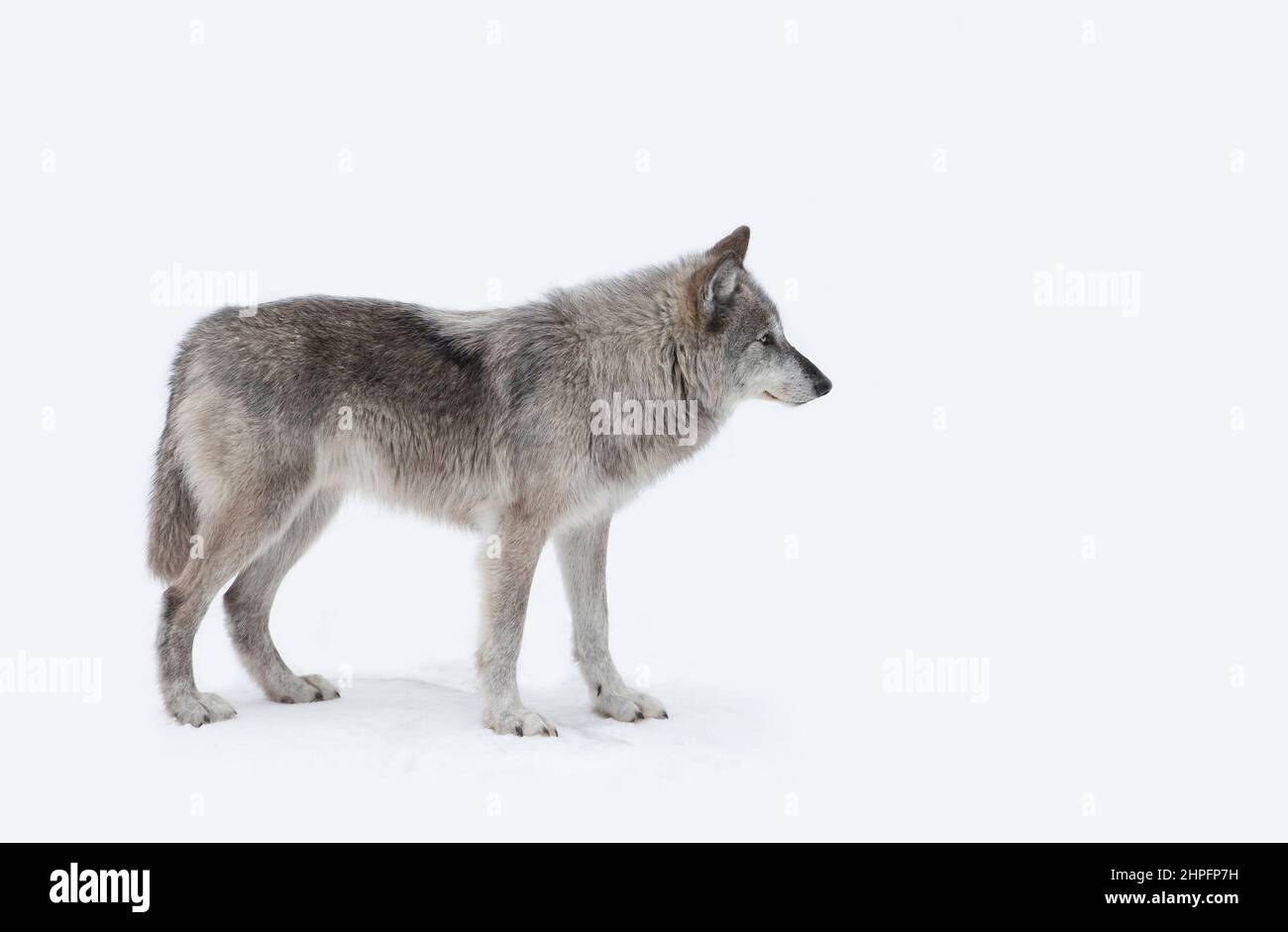 Ein einsamer schwarzer Wolf, der im Winterschnee in Kanada steht Stockfoto