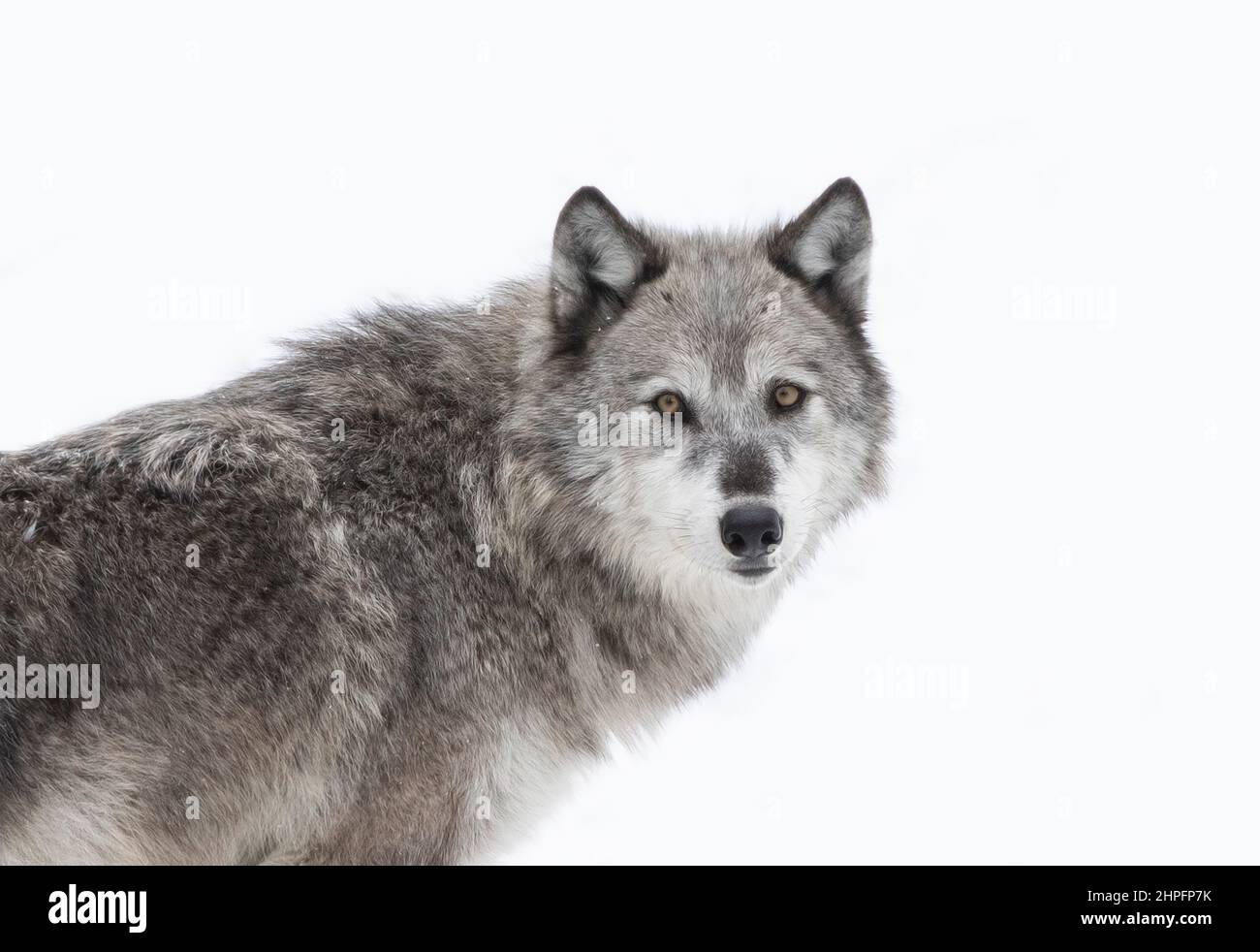 Ein einsamer schwarzer Wolf, der im Winterschnee in Kanada steht Stockfoto
