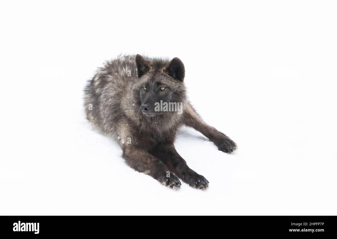 Ein einsamer schwarzer Wolf, der im Winterschnee in Kanada ruht Stockfoto