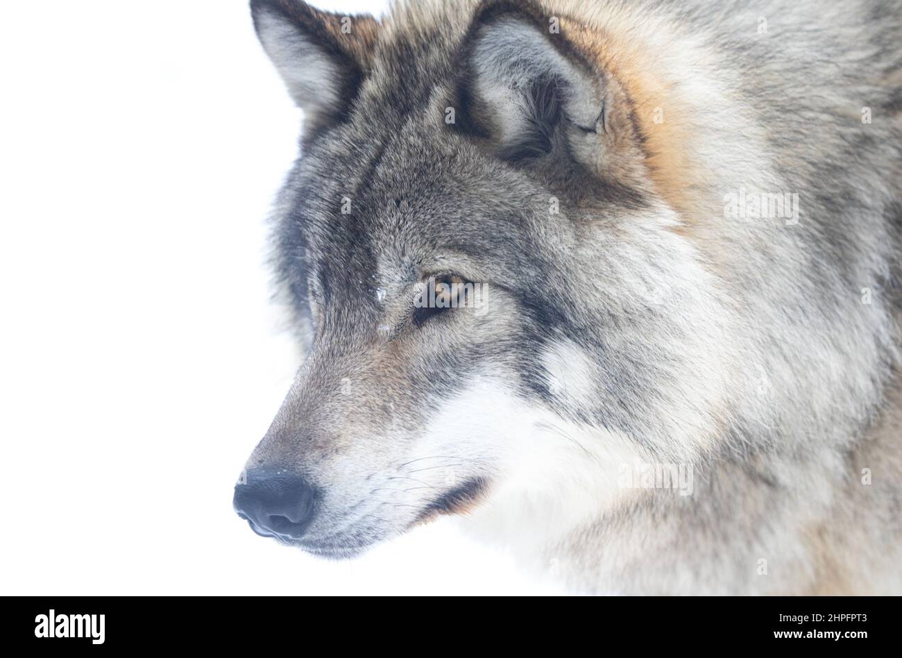 Holzwolf oder Grauwolf Canis lupus Portrait Nahaufnahme im Winterschnee in Kanada Stockfoto