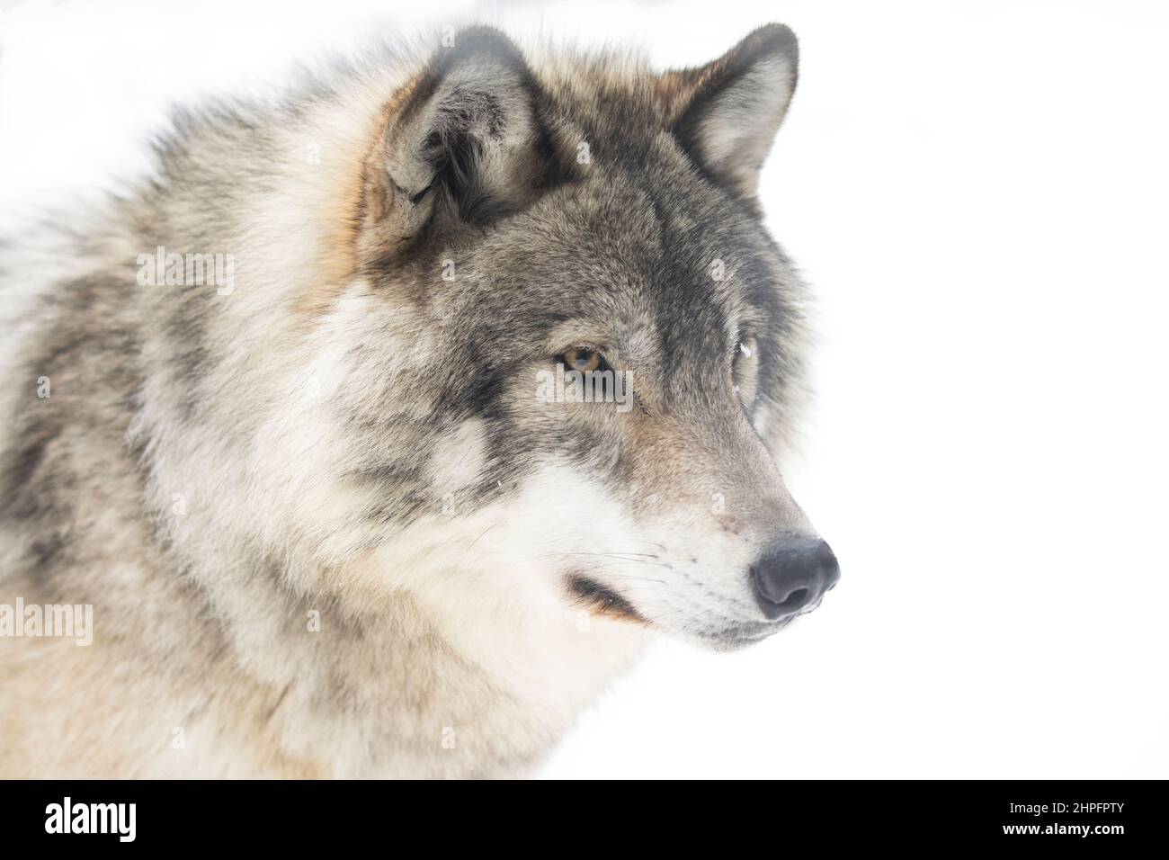 Holzwolf oder Grauwolf Canis lupus Portrait Nahaufnahme im Winterschnee in Kanada Stockfoto