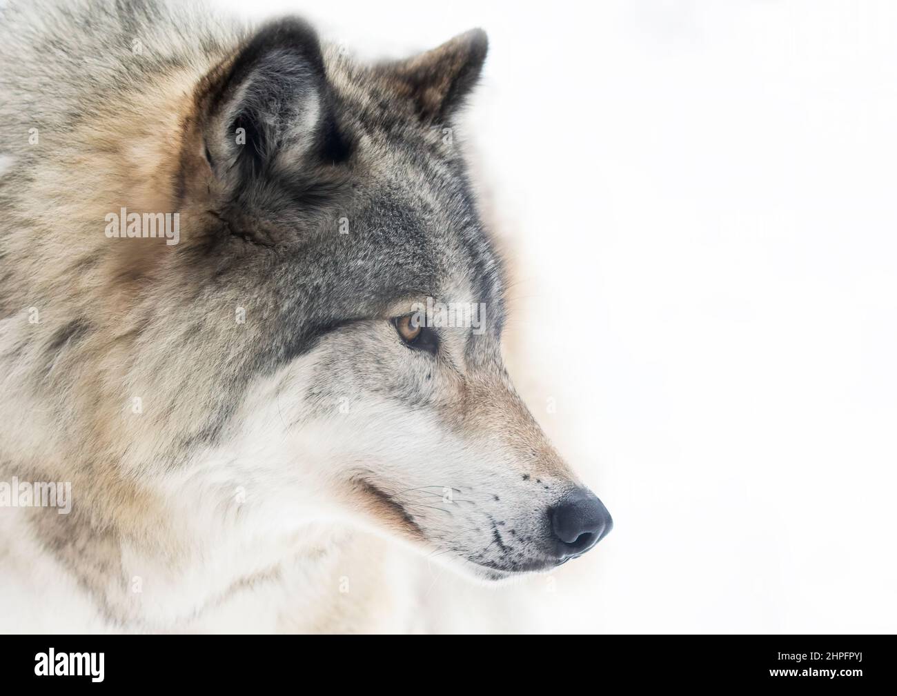Holzwolf oder Grauwolf Canis lupus Portrait Nahaufnahme im Winterschnee in Kanada Stockfoto