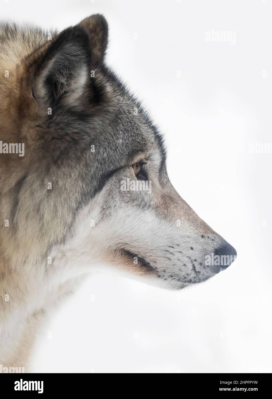 Holzwolf oder Grauwolf Canis lupus Portrait Nahaufnahme im Winterschnee in Kanada Stockfoto