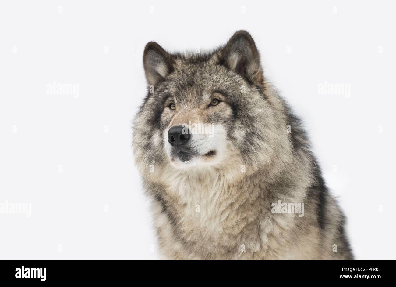 Holzwolf oder Grauwolf Canis lupus Portrait Nahaufnahme im Winterschnee in Kanada Stockfoto