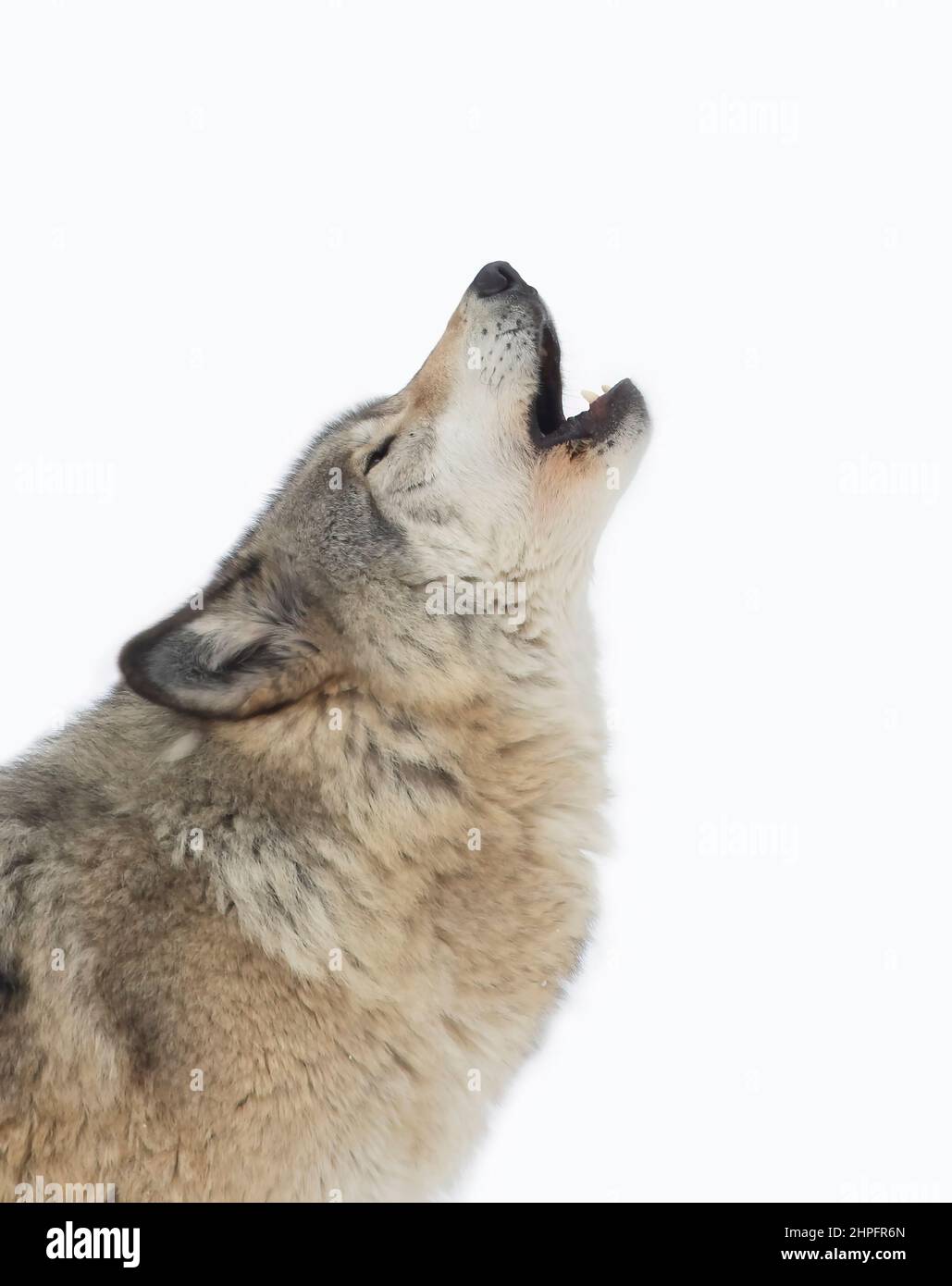 Ein einsamer Holzwolf oder ein Grauer Wolf Canis lupus heult im Schnee in Kanada Stockfoto