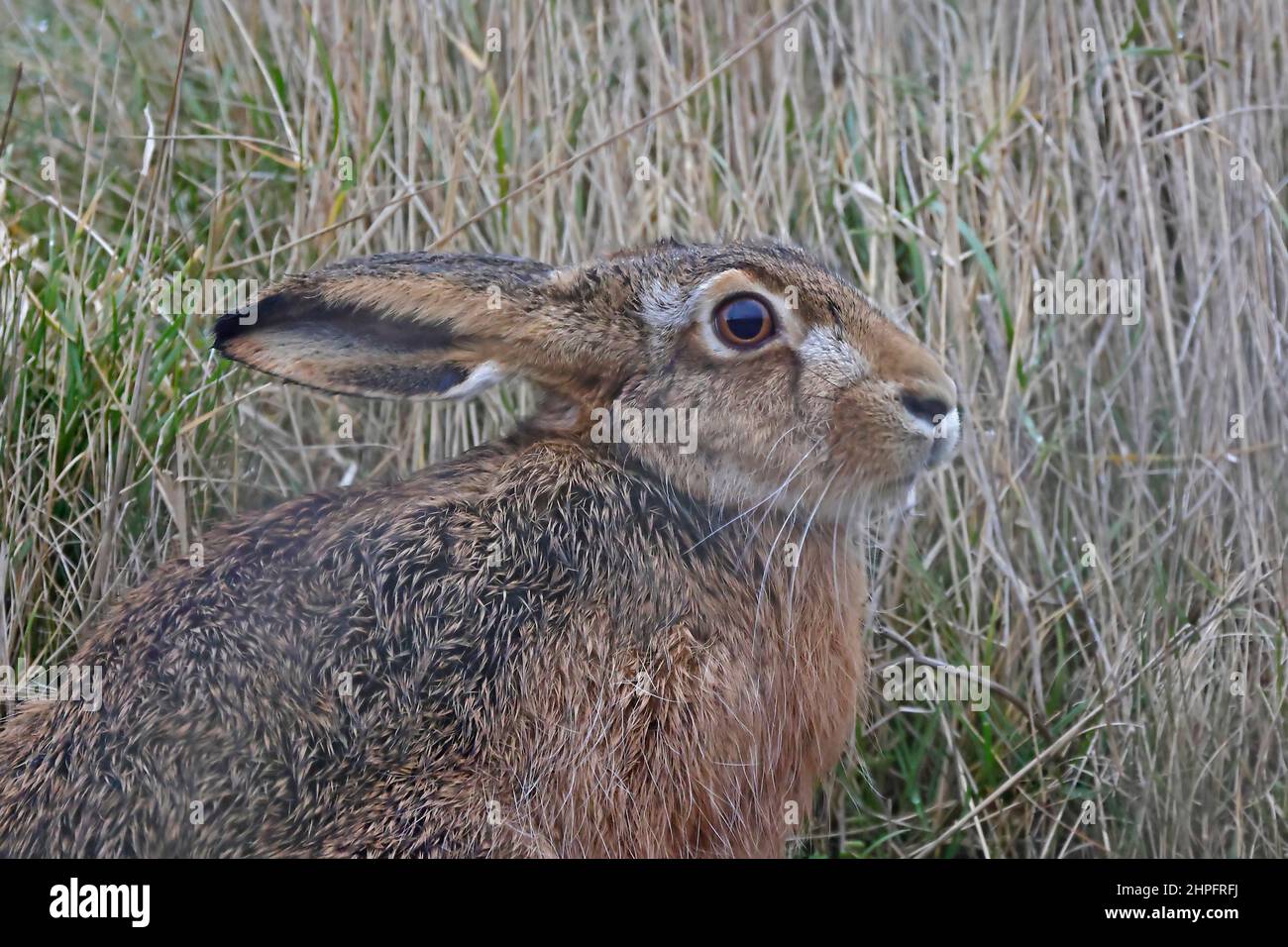 Europäischer brauner Haie bei RSPB Snettisham Norfolk Stockfoto