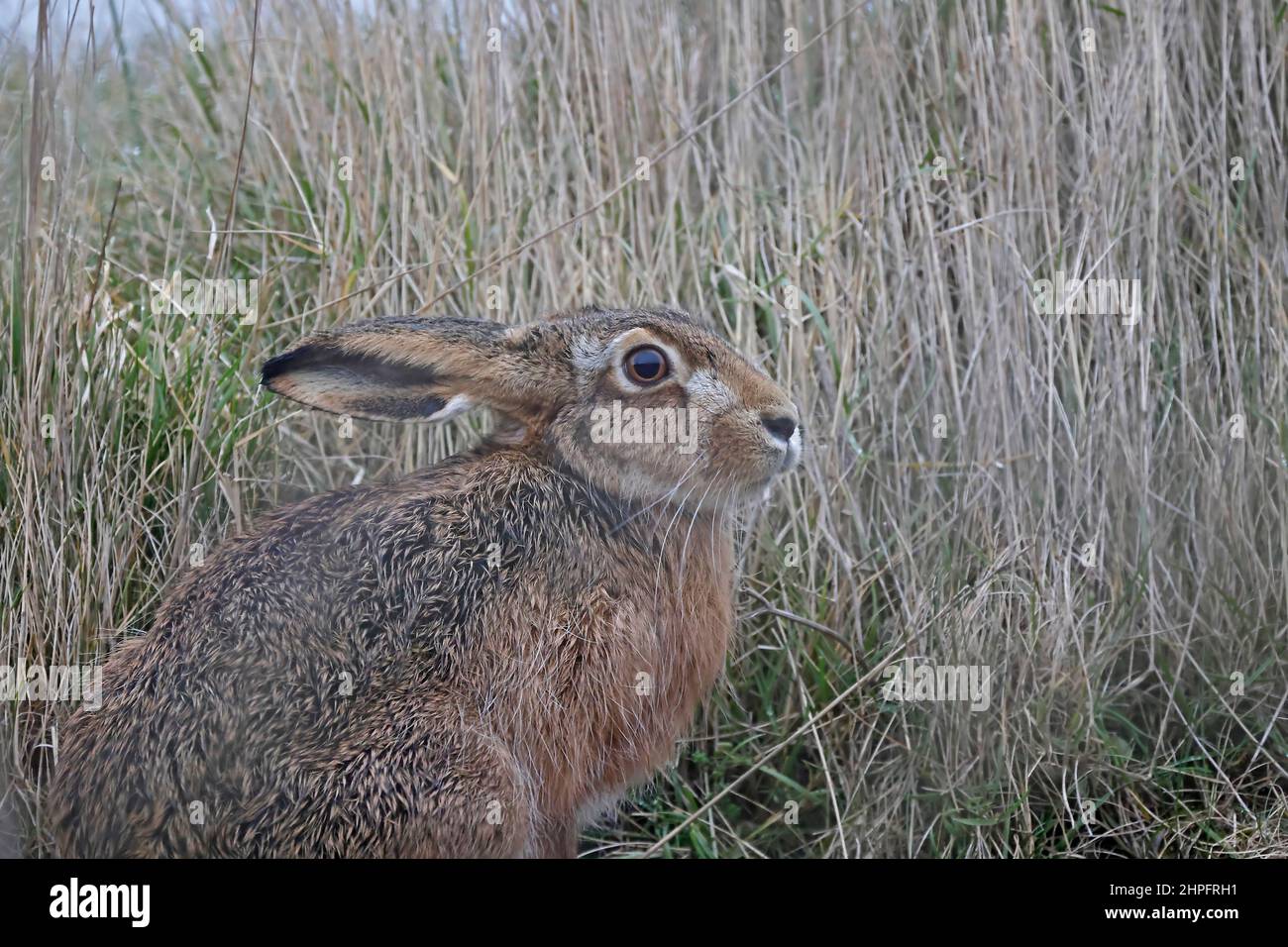 Europäischer brauner Haie bei RSPB Snettisham Norfolk Stockfoto
