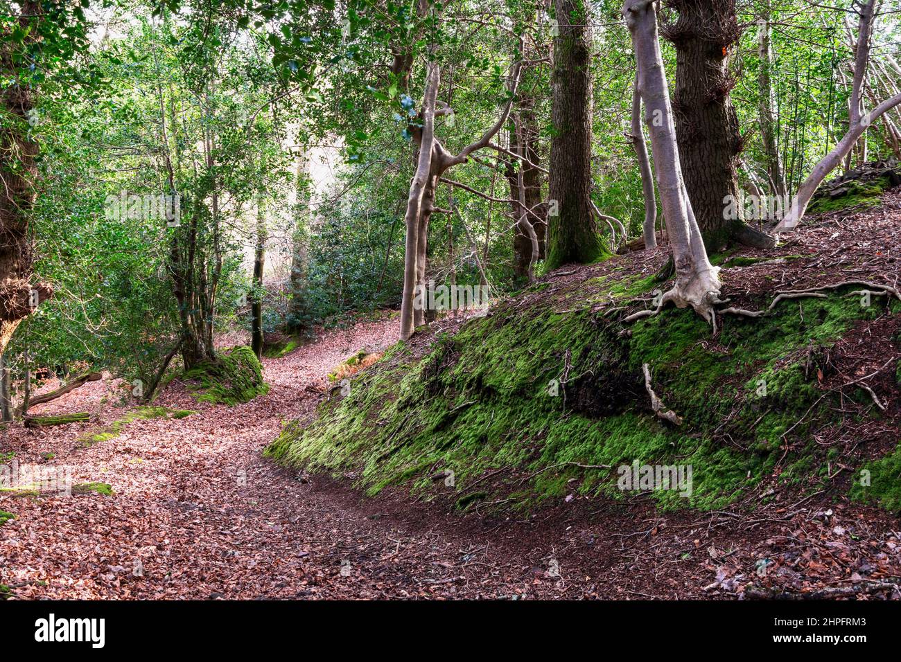 Ein Pfad im Horner-Wald, der am Rande von Exmoor, Somerset, Großbritannien, liegt Stockfoto