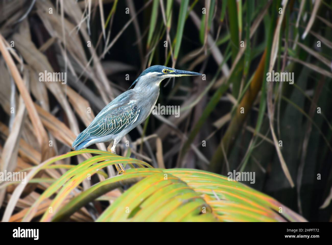 Gestreifte Reiher - Butorides striata, schöner kleiner Reiher aus asiatischen Marschen und frischen Gewässern, Sri Lanka. Stockfoto