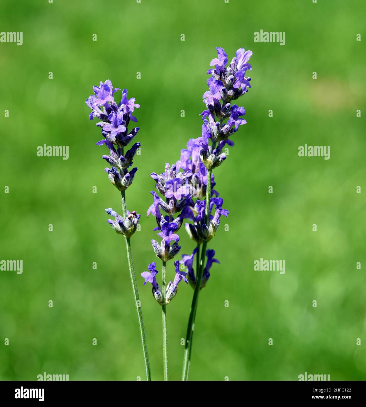 Lavendel, lavendel officinalis ist eine wichtige Heilpflanze und eine Duftpflanze mit blauen Blueten und wird in der Medizin verwendet. Lavendel, lav Stockfoto