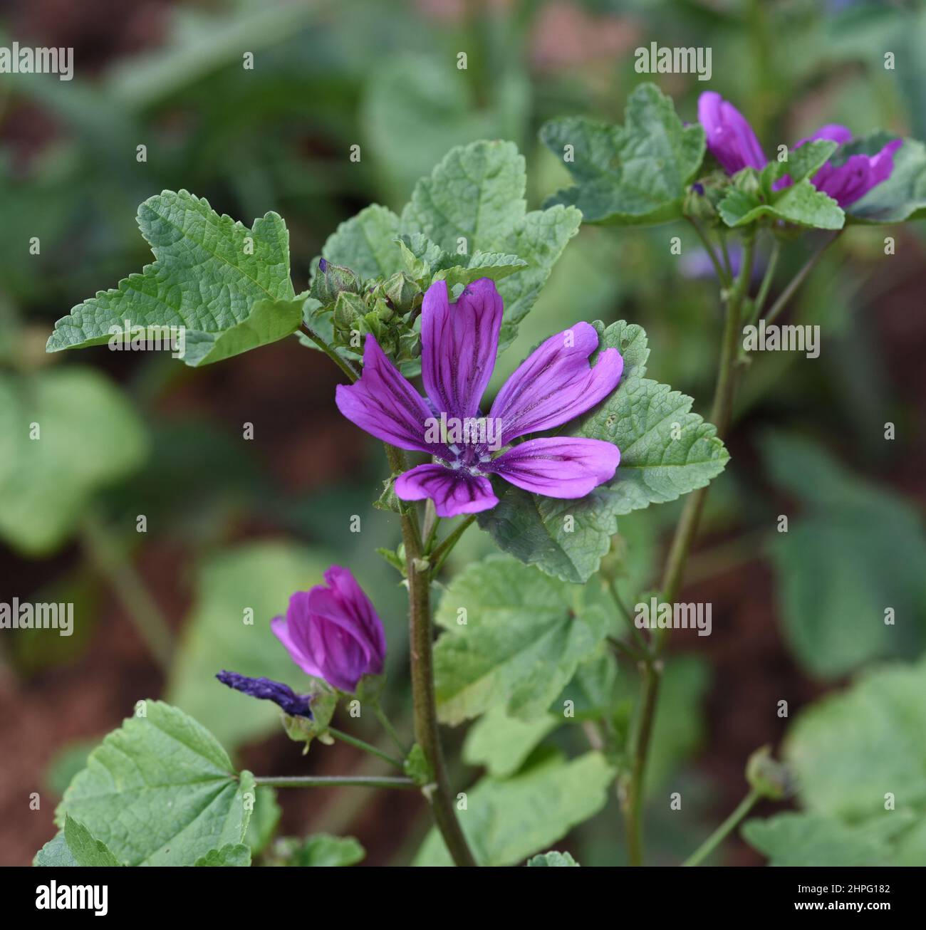 Die mauretanische Malve ist sehr robust und bringt viel Farbe in den Garten mit ihren großen Bluetten. Die mauretanische Malbe ist sehr robust und bringt Stockfoto