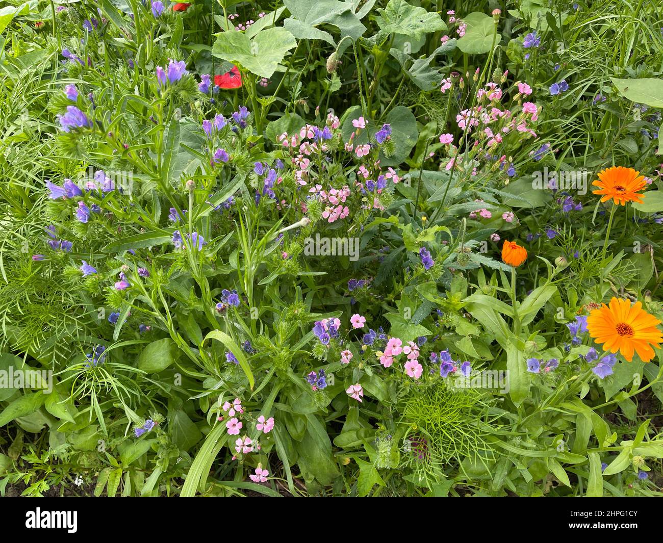 Wildblumenwiesen sind für Insekten lebensnotwendig angegliederte Bluetenwiesen. Wildblumenwiesen sind Blumenwiesen, die für Insekten lebenswichtig sind. Stockfoto