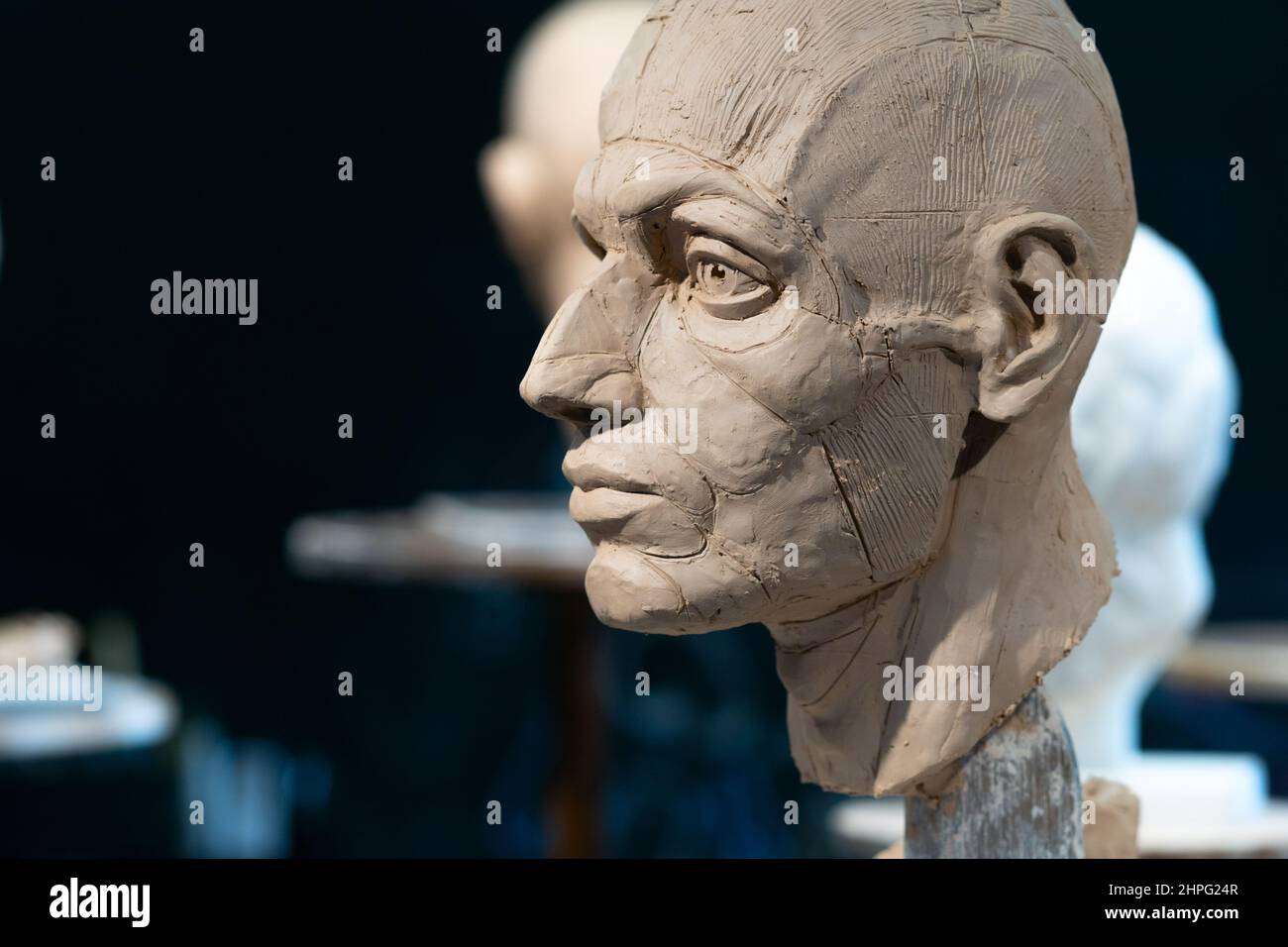 Der Prozess der Schaffung von Ecorche. Der Bildhauer arbeitet. Skulptur eines menschlichen Kopfes mit entnommener Haut. Es werden Muskeln und Knochen gezeigt. Stockfoto