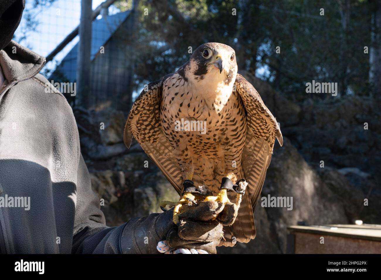 Falconer mit Falke auf der Hand. Leerer Kopierraum für den Text des Editors. Stockfoto