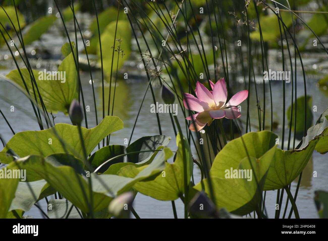 Sonniger Sommertag, Lotus Valley, Anapa, Russland Stockfoto