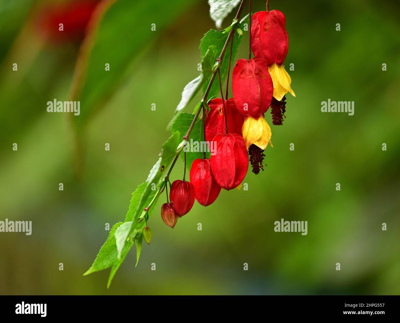 Nahaufnahme der roten und gelben Abutilon-Blüten (Abutilon megapotamicum). Brasilien Stockfoto